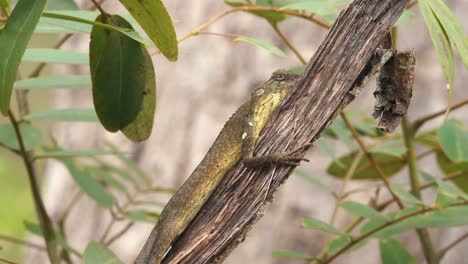 Close-Shot-of-a-Lizard-on-a-Branch