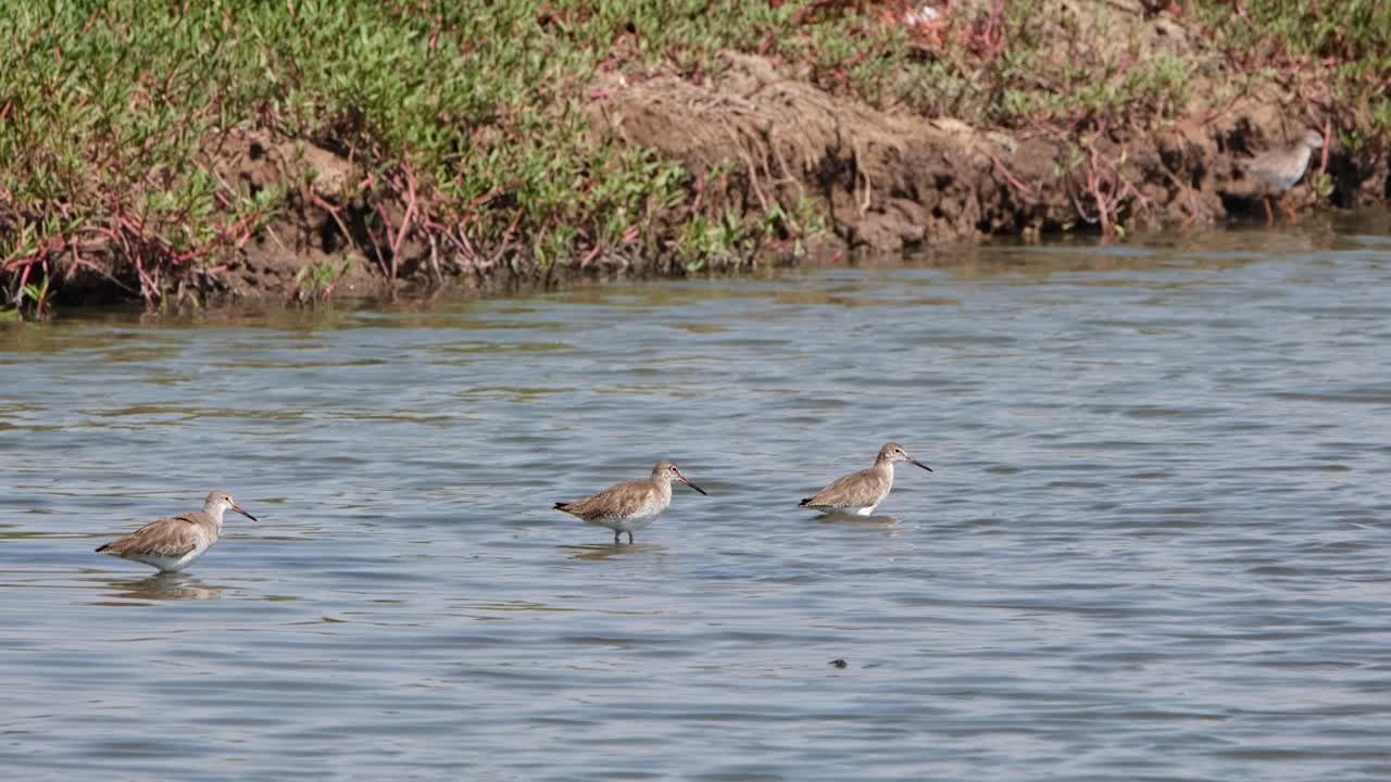 Four individuals facing to the right foraging then one flies away, Common Redshank or Redshank Tringa totanus, Thailand