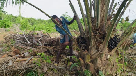 Schwarzafrikanischer-Männlicher-Bauer,-Der-Mit-Einem-Großen-Machetenmesser-Ein-Palmenblatt-In-Ghana,-Afrika,-Schneidet