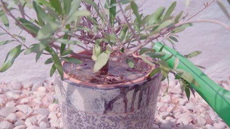 Watering-olive-plant-close-up