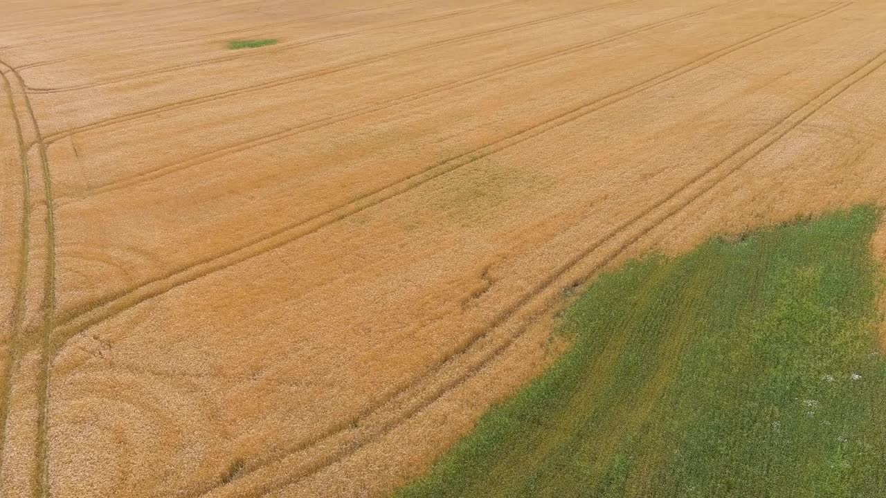 Green and yellow endless wheat field, aerial descend view