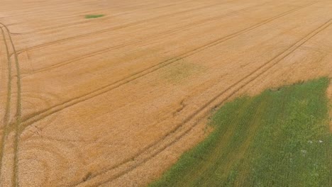 green and yellow endless wheat field, aerial descend view