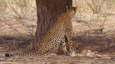 Cheetah-Feeding-On-A-Fresh-Kill-Springbok-And-Suddenly-Gets-Up-Looking-Around-The-Environment-Anxiosuly-In-Kalahari-Desert,-South-Africa