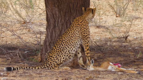 guepardo alimentándose de una gacela recién muerta y de repente se levanta mirando ansiosamente el medio ambiente en el desierto de kalahari, sudáfrica