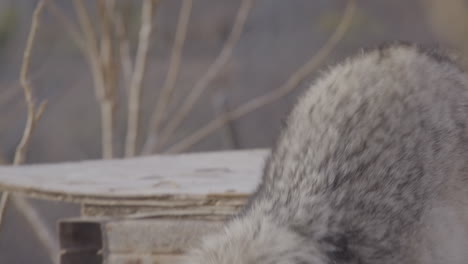 Grey-Wolf-close-up-face-walking-slow-motion