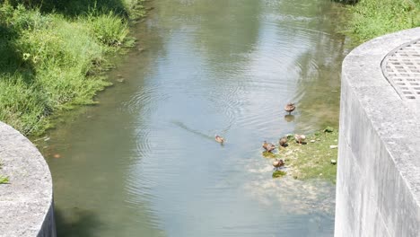 patos disfrutando de un día cálido junto a la fortaleza de la rochelle. parque charruyer. francia