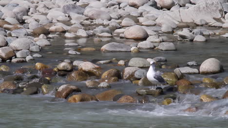 seagull stands in the sunshine by small rapid on ice cold river