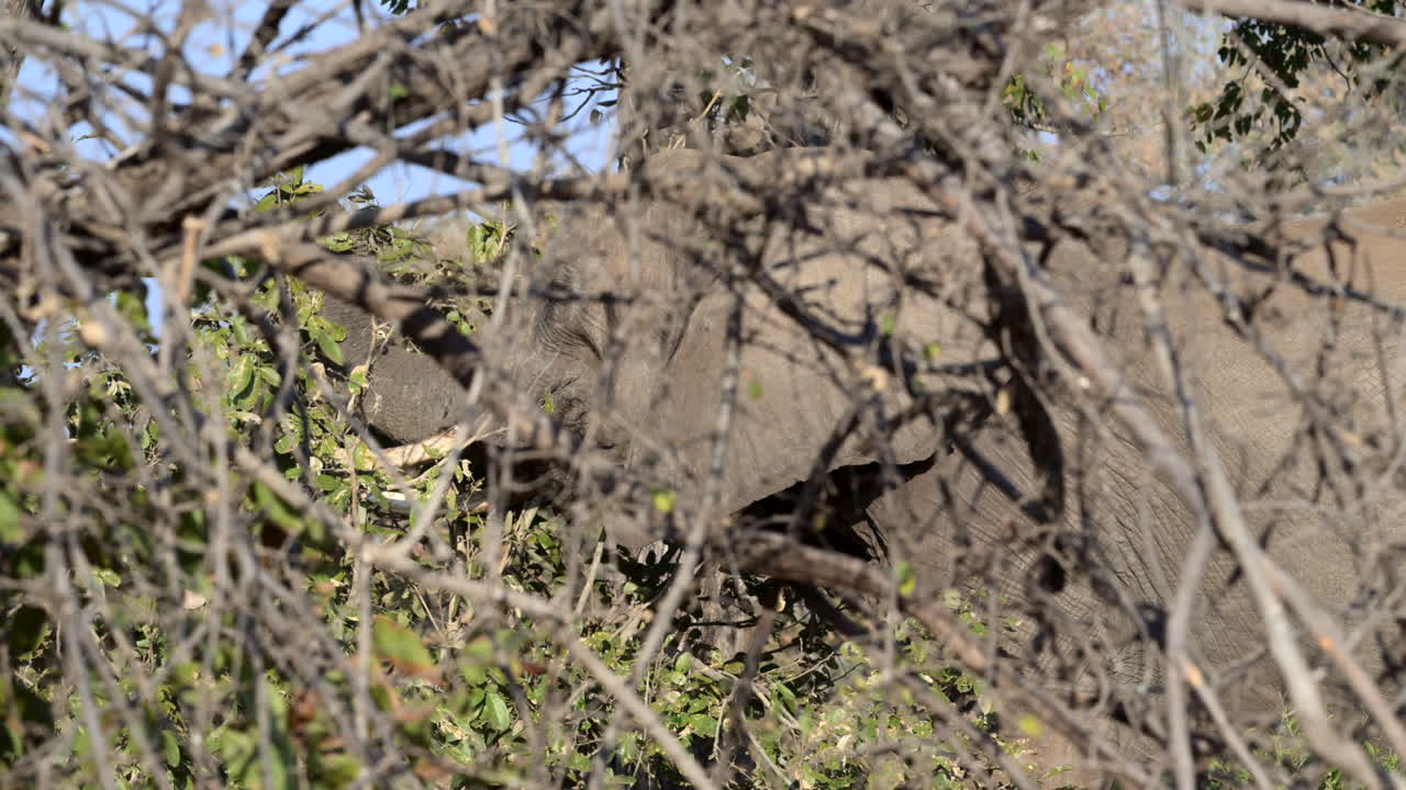 나뭇가지 뒤에 잘 위장된 잎을 먹는 아프리카 코끼리, 측경