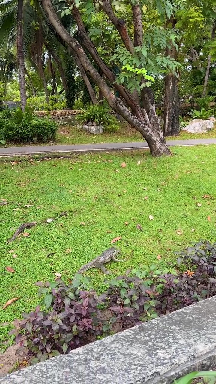 Seekor biawak besar merayap melintasi halaman rumput hijau yang rimbun menuju dedaunan taman tropis.