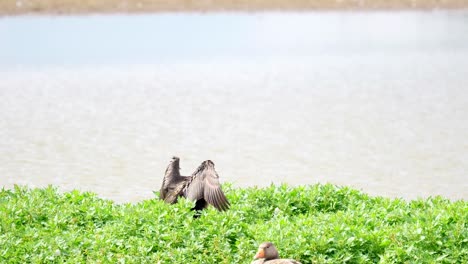 Large-Cormorant-sitting-on-her-nest-and-flexing-her-wings,-with-a-white-face-and-yellow-and-grey-bill