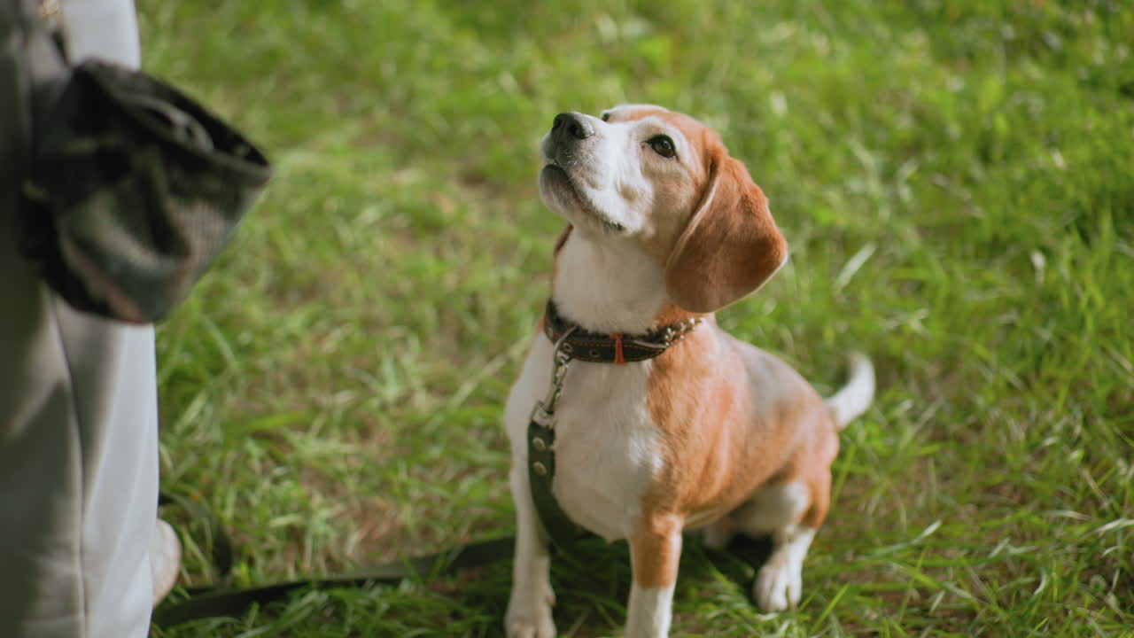 Side view of excited beagle dog sitting on lush grass, looking up eagerly at owner, wagging tail, anticipating a command or treat during outdoor obedience training under warm sunlight