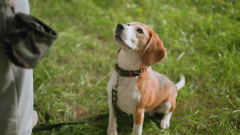 side view of excited beagle dog sitting on lush grass, looking up eagerly at owner, wagging tail, anticipating a command or treat during outdoor obedience training under warm sunlight