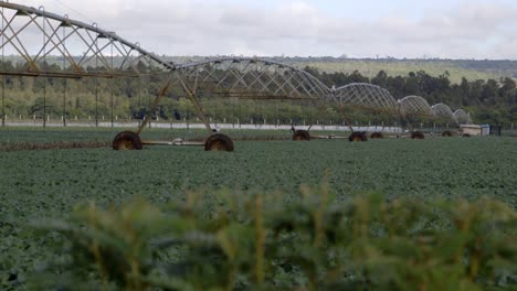 sistema de riego en el campo de brócoli en kenya