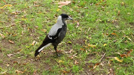 a magpie walking on grass at melbourne museum