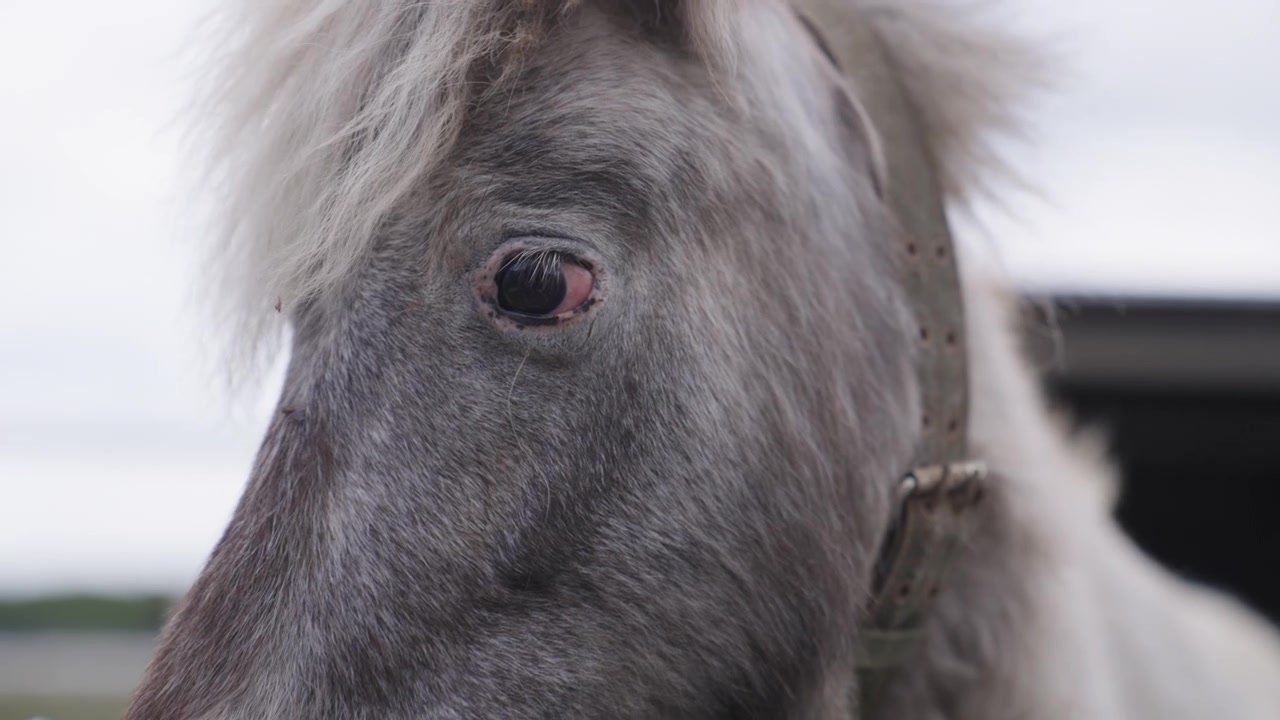 Primo piano del muso di un pony in un ranch di cavalli a Jeju-do