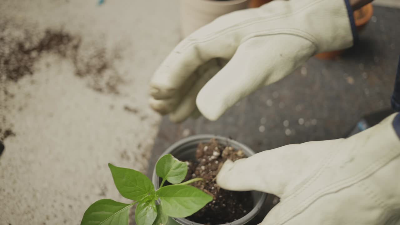 Gardener's Hands In Gloves Repotting Seedling In The Garden
