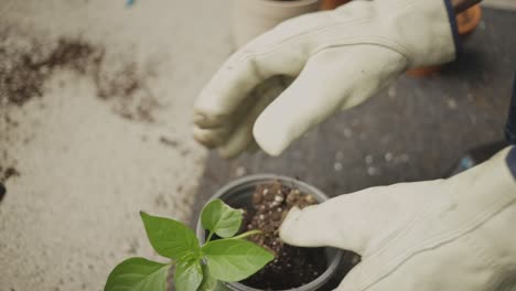 gardener's hands in gloves repotting seedling in the garden