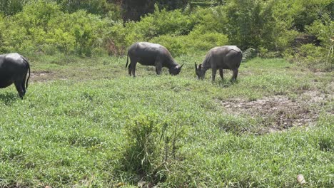 Wide-Shot-of-Two-Water-Buffalo-Fighting-in-a-Field