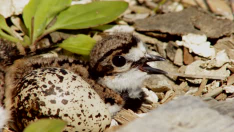 un pequeño pollito kildeer está llamando a sus padres