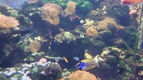 colorful tropical fish swimming among coral reefs in a vibrant underwater aquarium ecosystem