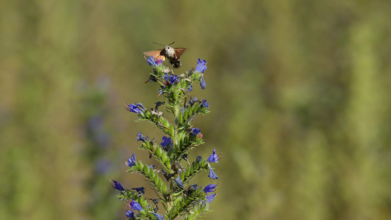 Hummingbird Hawk Moth use proboscis to suck nectar from purple blueweed flower