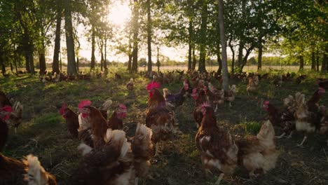 Gallinas-Y-Gallos-En-Praderas-Forestales-Al-Atardecer,-Pollos-Libres-De-Jaulas-En-Granjas-De-Huevos-Sostenibles-En-Cámara-Lenta