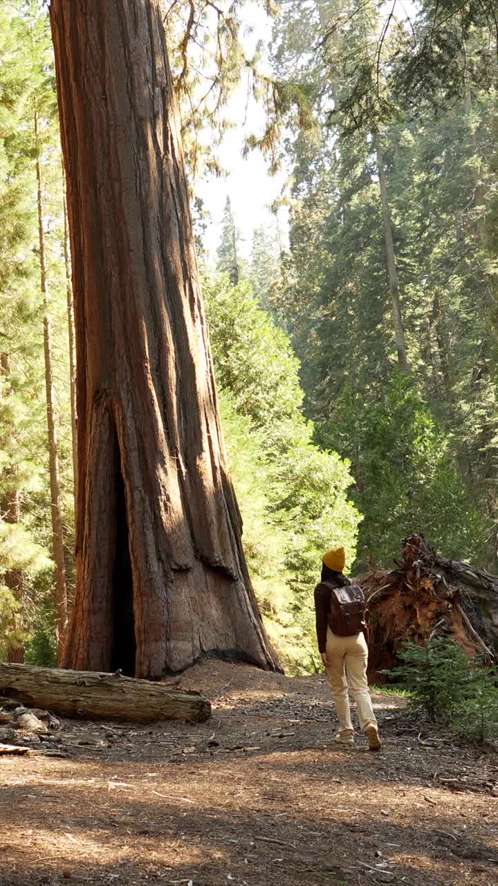 Donna che cammina attraverso una maestosa foresta di sequoie