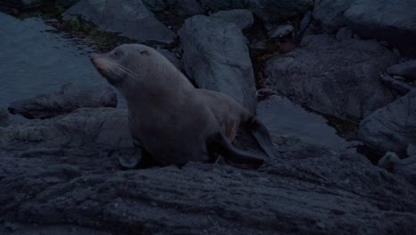 new zealand fur seal locking to the side and moving over rocks at the coast. blue hour evening light