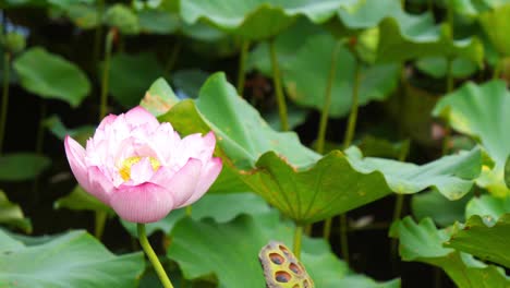 nature elegant pink lotus in taiwan taipei botanic garden