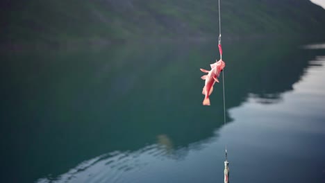 Rose-Fish-Hooked-In-Fishing-Line-In-The-River-Of-Norway