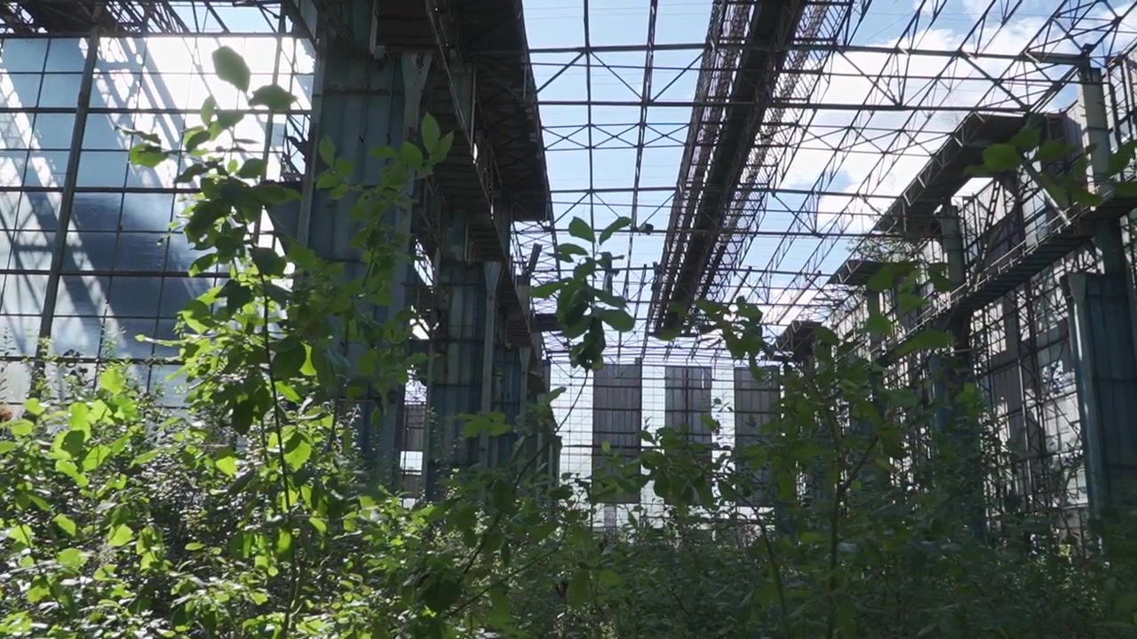 Sollys strømmer gennem glaspanelerne på en industriel struktur og fremhæver den overgroede vegetation indeni. Ideel til temaer om naturen, der genindtager byrum eller industrielt forfald.