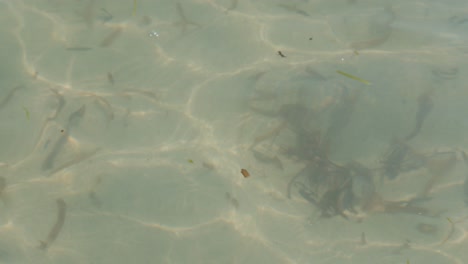 Close-Shot-Of-Algae-In-Crystal-Clear-sea-Water