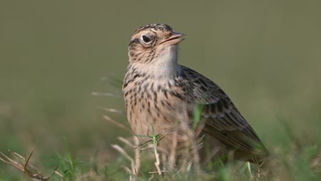 eurasian skylark singing in morning