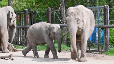 african elephants and baby walking around outside enclosure