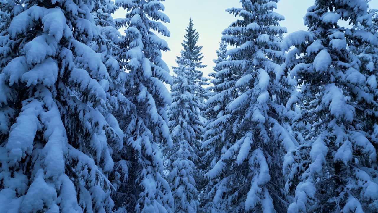 The quiet forest is blanketed in snow during blue hour