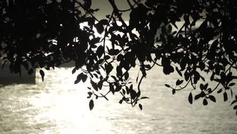 Siluetas-De-Hojas-De-Un-árbol-Con-Reflejo-De-La-Luz-Del-Sol-En-El-Océano-Brillante-Durante-La-Puesta-De-Sol