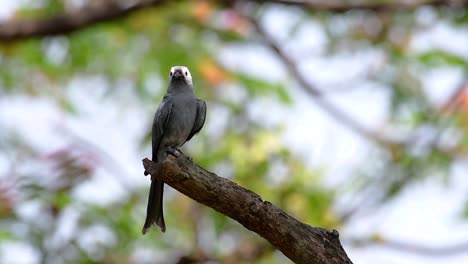 The-Ashy-Drongo-is-a-skittish-regular-migrant-to-Thailand-in-which-it-likes-to-perch-high-on-branches,-that-may-be-far-to-reach-by-humans-or-animals,-easy-to-take-off-and-capture-insects