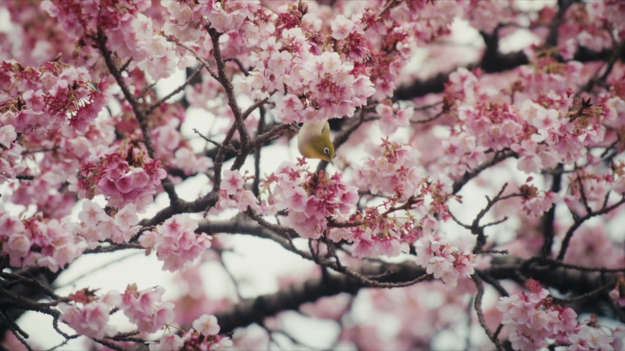 Un occhialino giapponese (Mejiro) cerca cibo tra i fitti rami di ciliegio in fiore lungo il fiume Itokawa ad Atami, in Giappone, cercando nettare tra i fiori rosa.