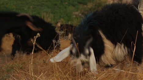 Ziege,-Die-Im-Trockenen-Gras-Weiden-Lässt