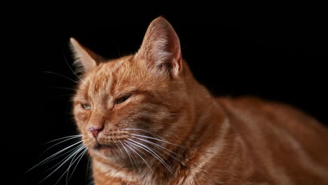 red tabby domestic cat, adult laying against black background, real time 4k