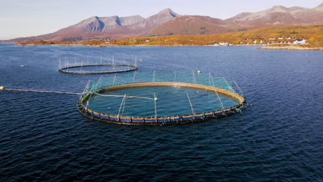 Lachsaquakultur-In-Norwegen-–-Luftaufnahme-Von-Runden-Fischkäfigen-Für-Die-Lachsindustrie