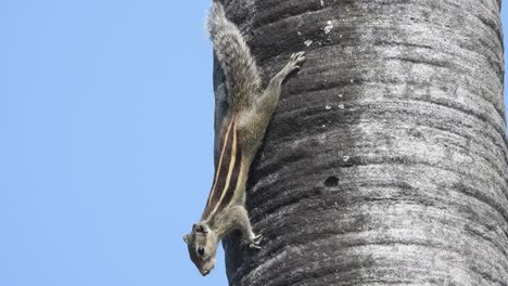 squirrel enjoying - relaxing - fingers