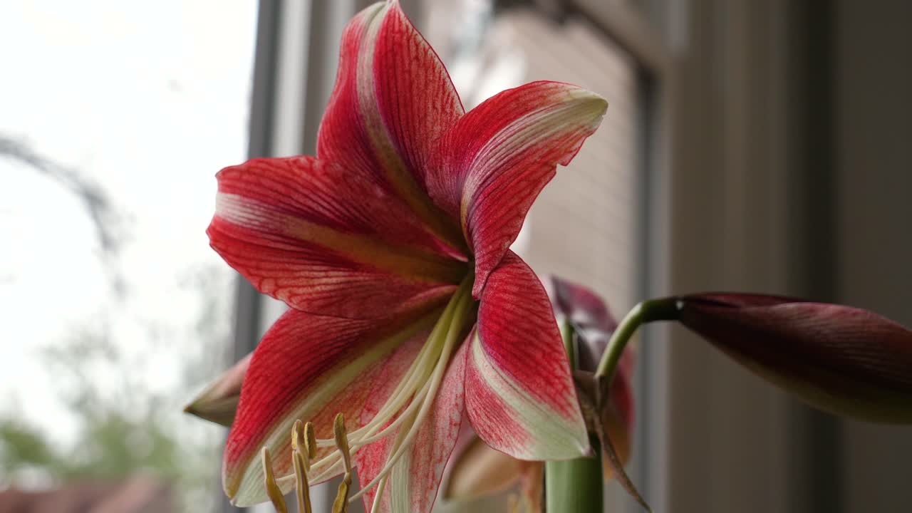 Fiore di Amaryllis rosso e bianco in fiore, primo piano dell'anatomia della pianta.