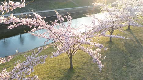 Hermoso-Parque-De-Sakura-En-Flor-De-Cerezo-En-El-Parque-De-La-Isla-De-Kaunas-Nemunas