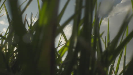 close-up of grass and clouds
