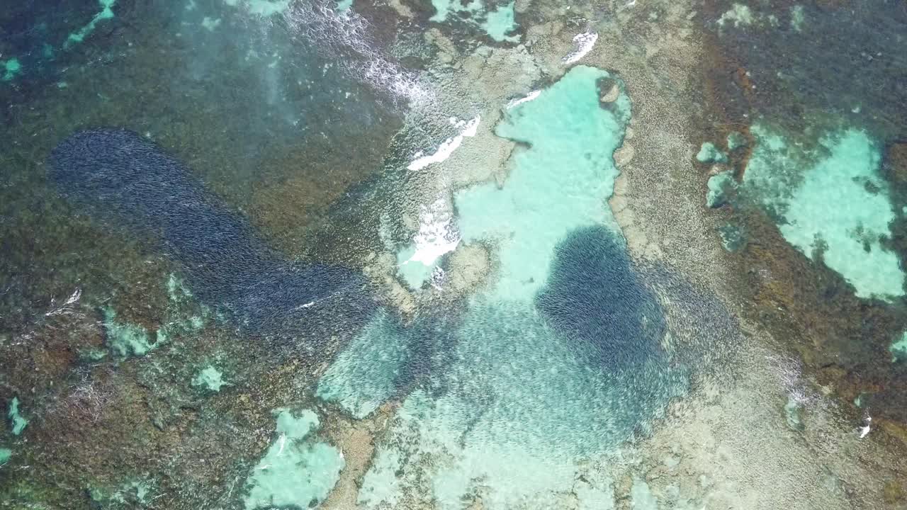 Very large school of Salmon during migration, shot over head with a drone