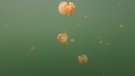 jellyfish lake, raja ampat, misool