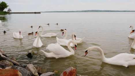 cisnes siendo alimentados en un lago
