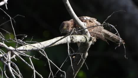 Hawk-chilling-on-tree-UHD-MP4-4k-