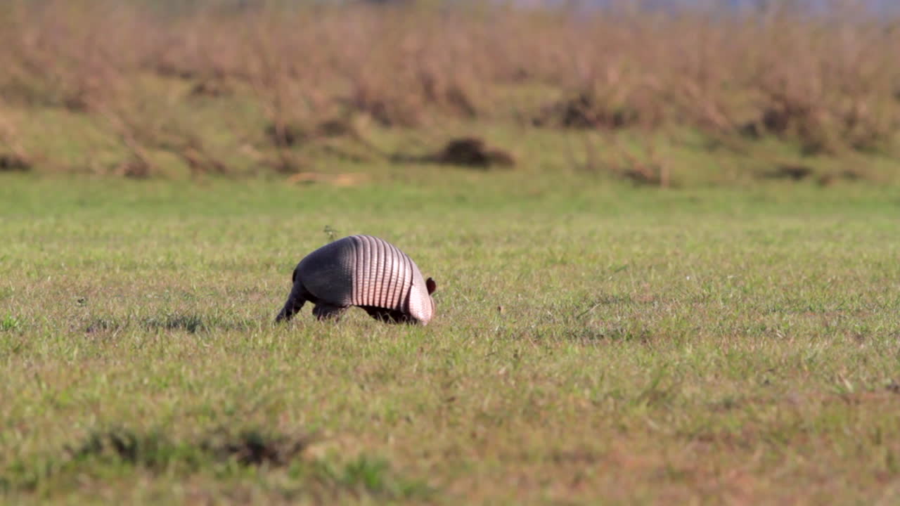 베니의 바바 아즐 자연 보호구역에서 강변의 짧은 풀에서 먹이를 찾는 아 줄의 아르마로의 풍경 사진